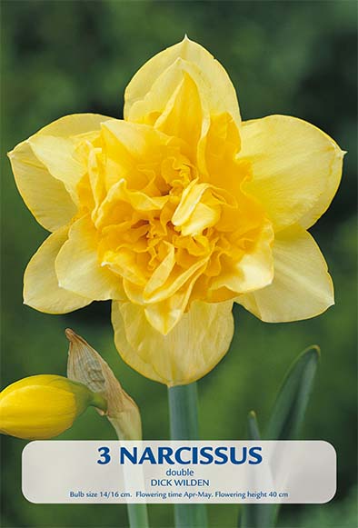 Narcissus Dick Wilden 3-pakning